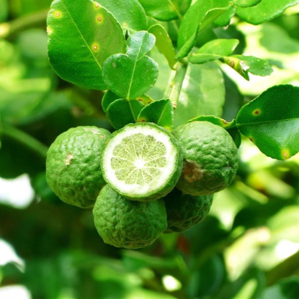 Bergamot