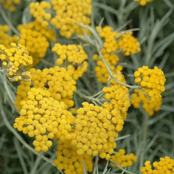 Helichrysum