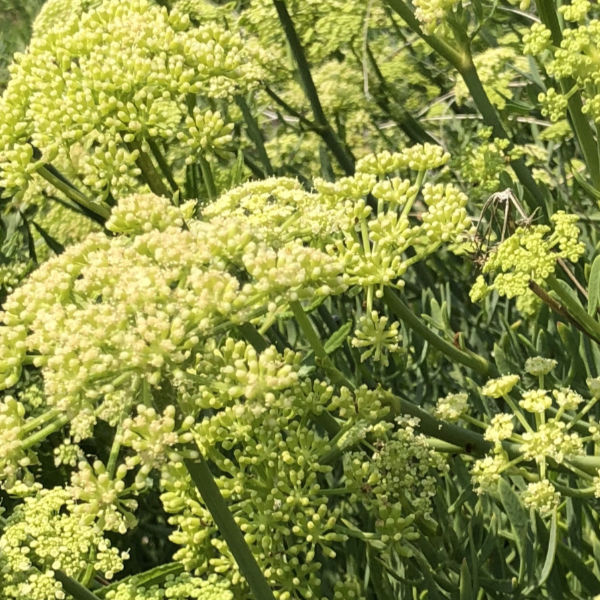 Sea Fennel